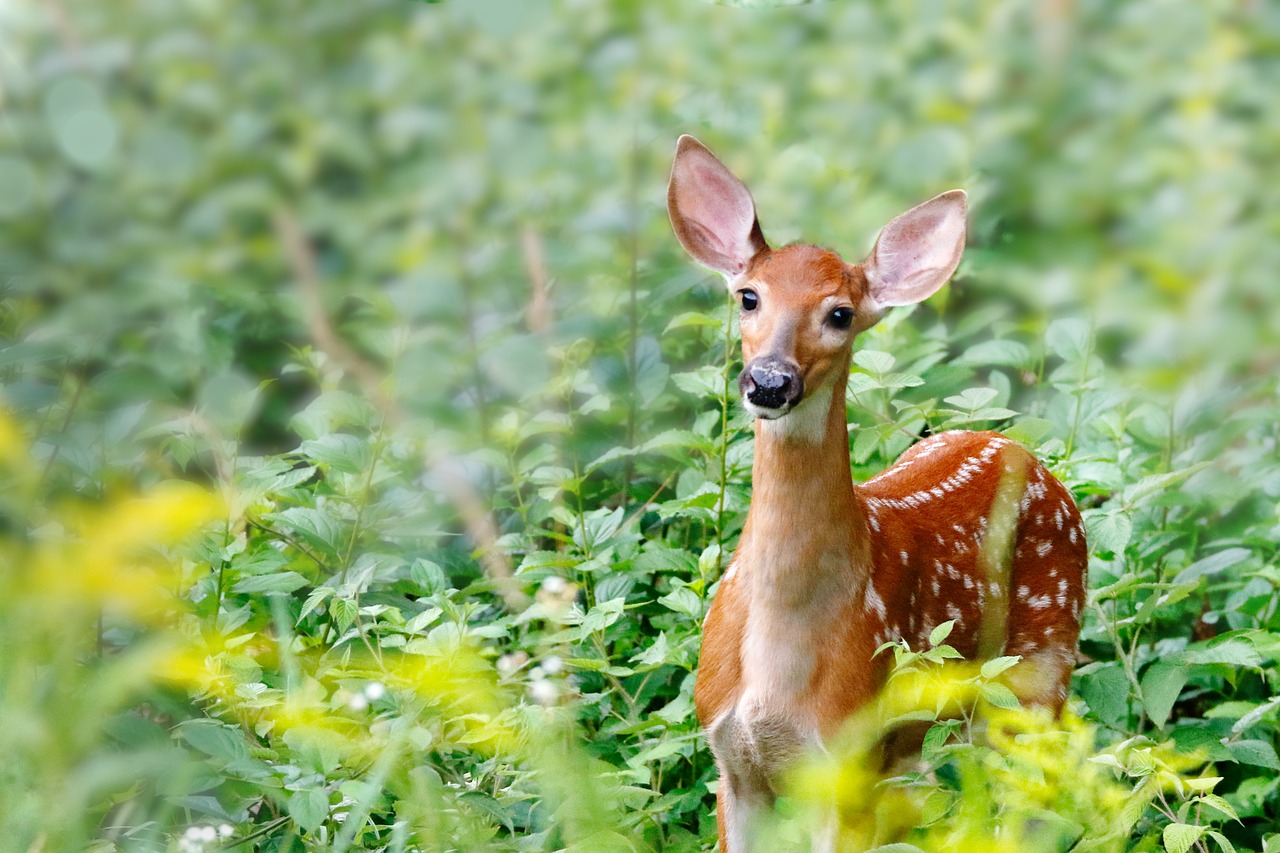 Whitetail fawn in a green meadow