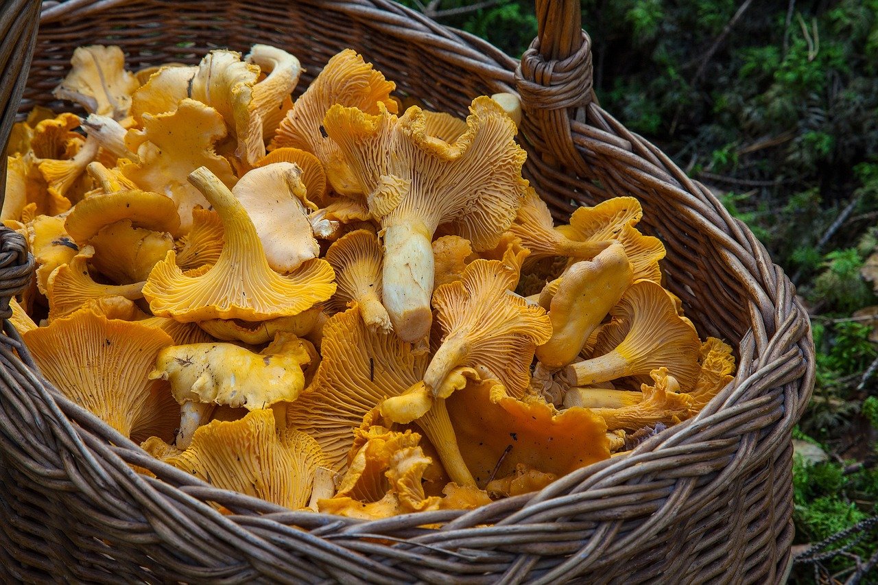 Wicker basket full of chanterelle mushrooms