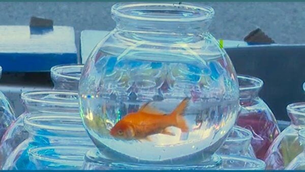 goldfish used as prize