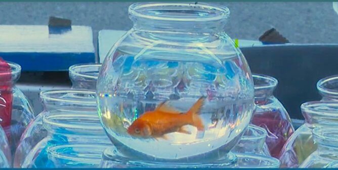 goldfish used as prize