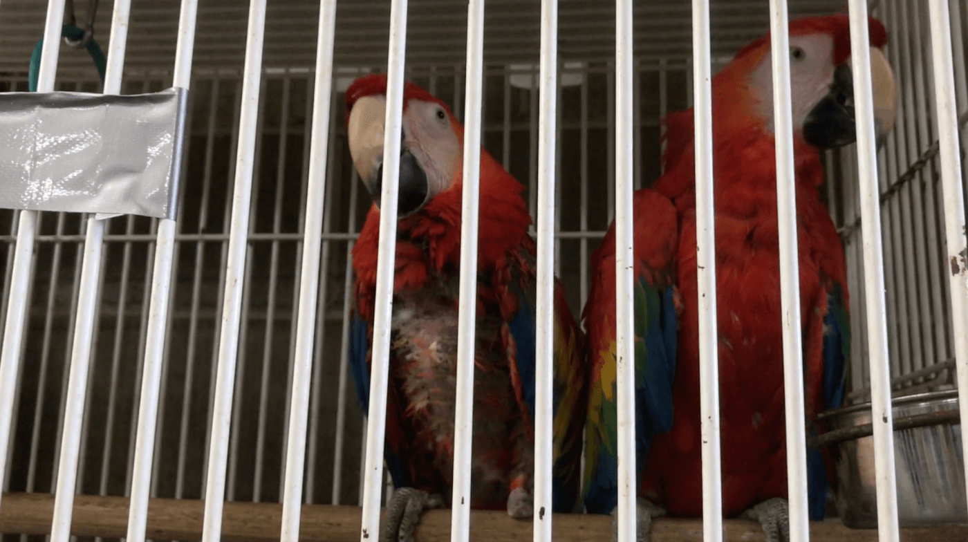 colorful macaw bird with a large patch of feathers missing from their chest