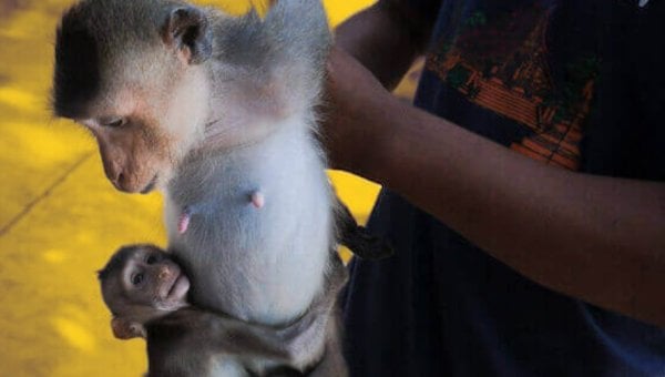 baby monkey clinging to mother monkey as human holds adult monkey