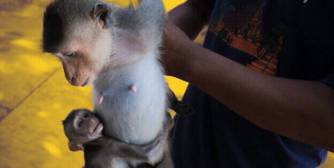 baby monkey clinging to mother monkey as human holds adult monkey