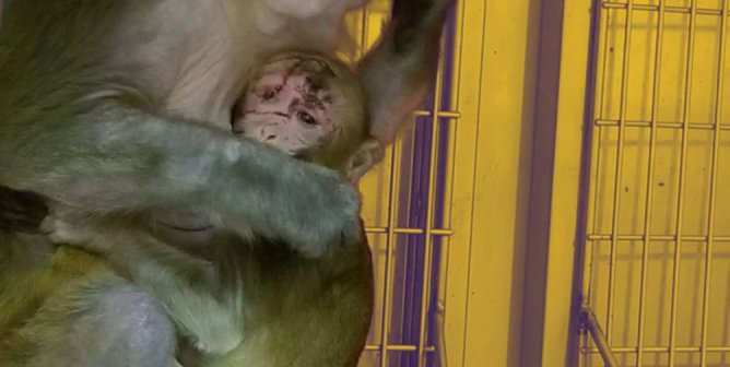 baby monkey clutching mother