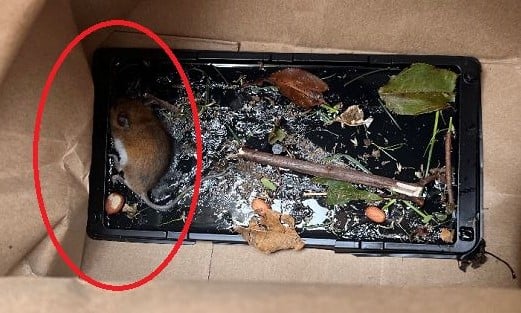 mouse stuck in glue trap in brown paper bag