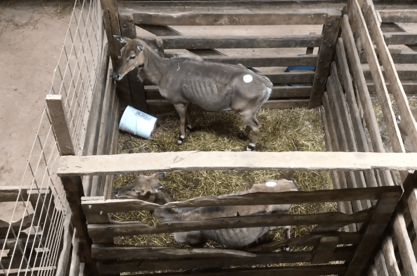 emaciated nilgai in a wooden pen and straw bedding at the mt. hope auction