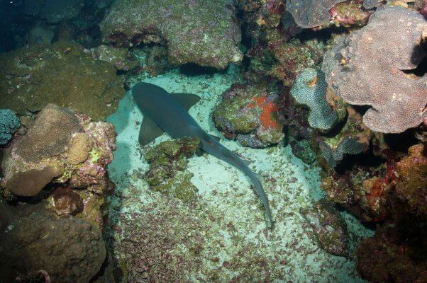 nurse shark in a coral reef