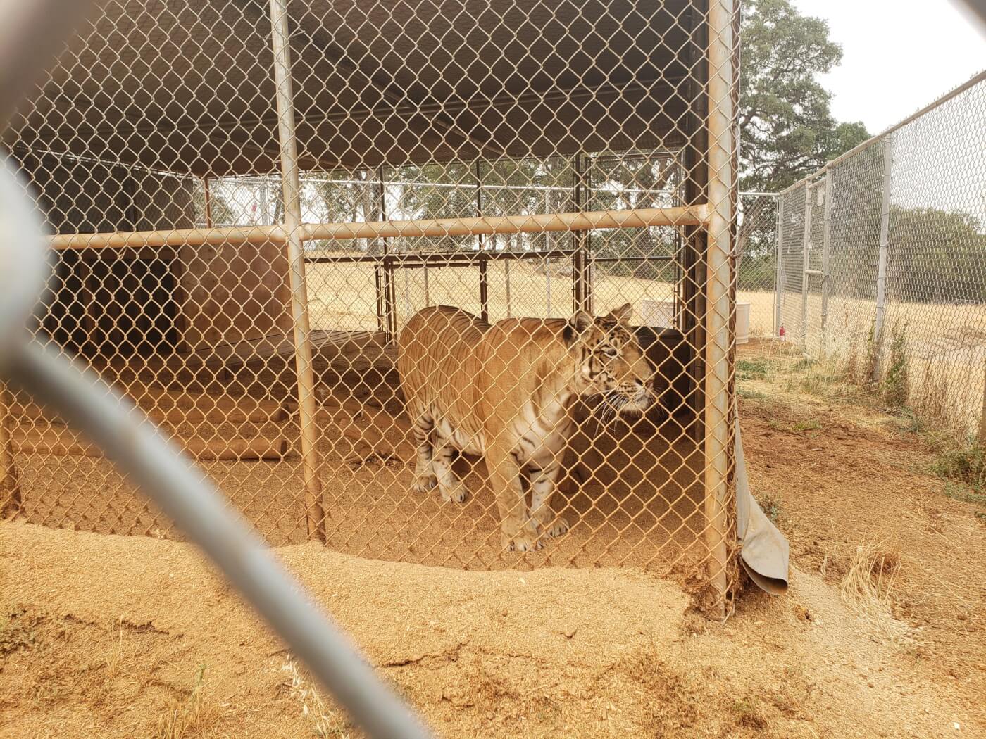 overweight Tiliger in a cage at Kirshner Wildlife Foundation