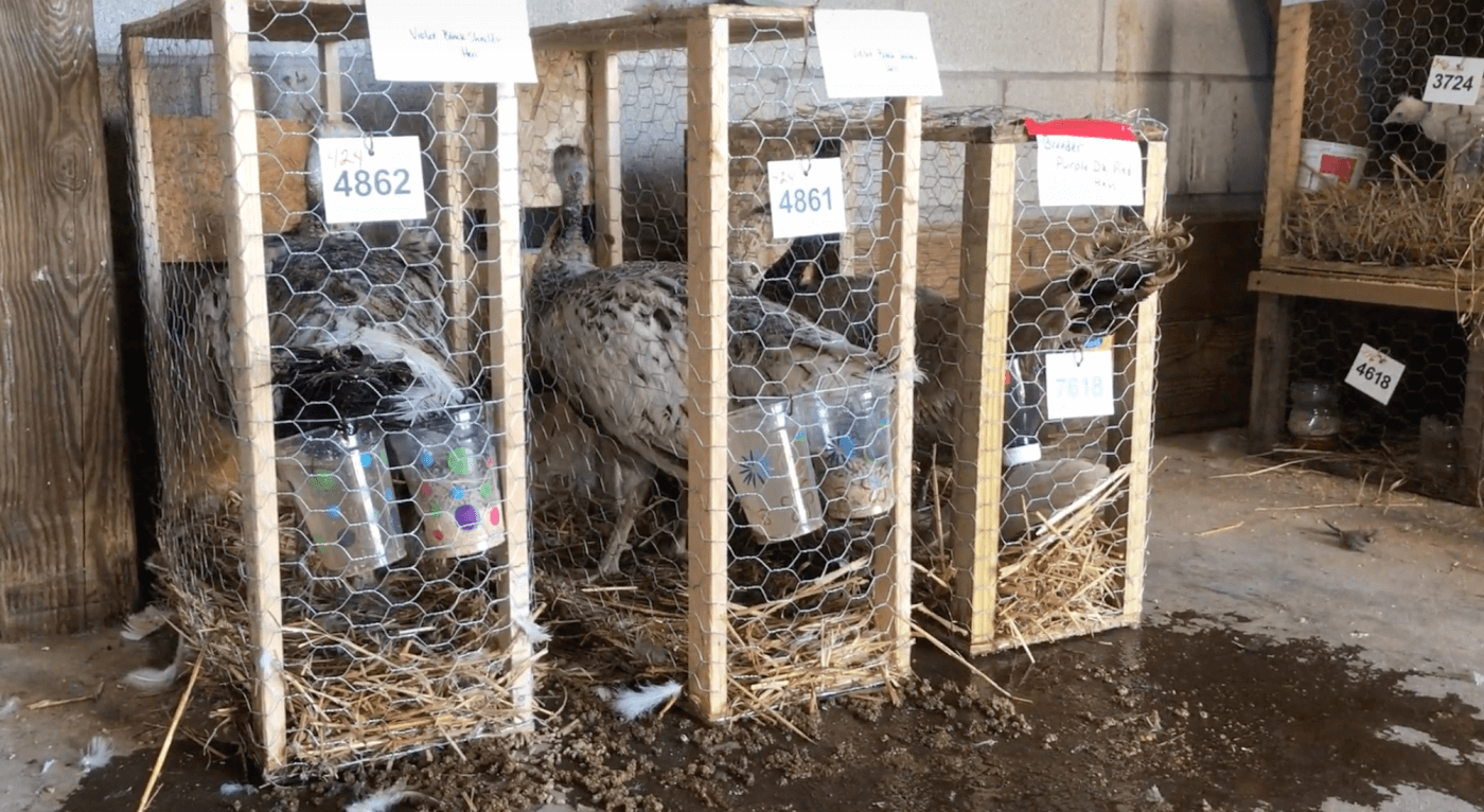 peafowls in a cage so small they are unable to turn around at the mt. hope auction