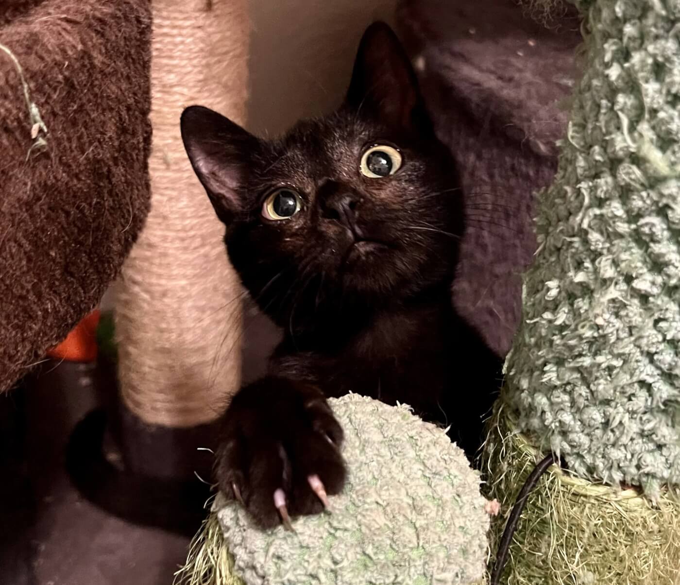Rescued kitten Elmyra on a cat tree