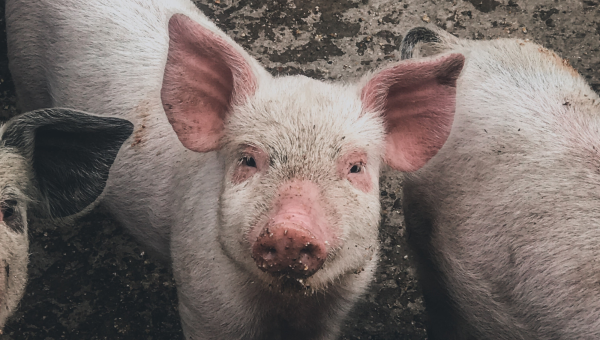 Pink pig looking at camera