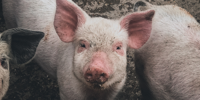 Pink pig looking at camera