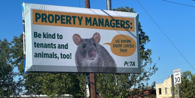 Photo of humane rodent control billboard with text reading property managers be kind to tenants and animals too, use humane rodent control today