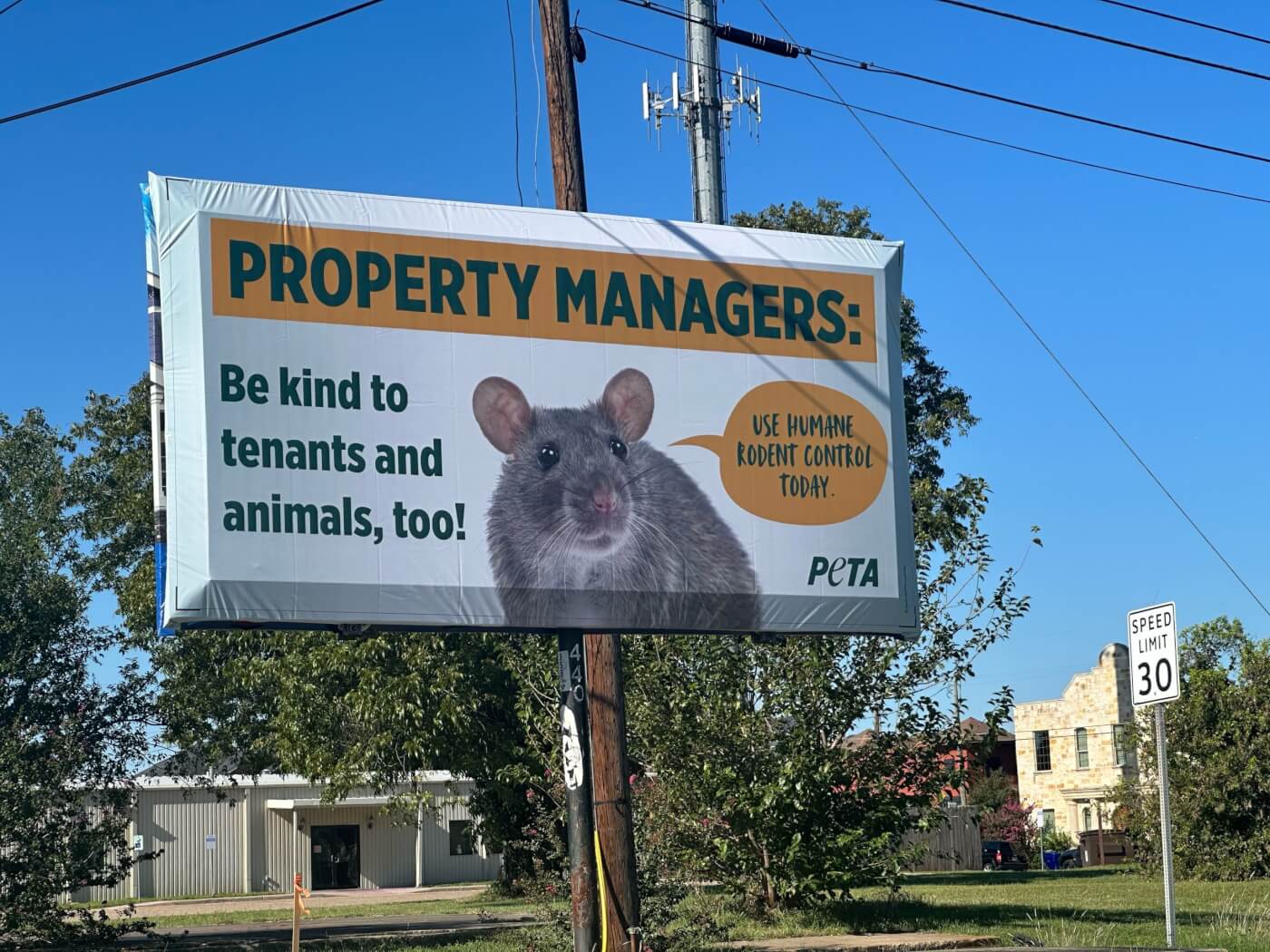 Humane Rodent Control and Removal