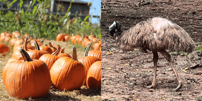 (left) a patch of pumpkins (right) bird with feather loss and an open wound