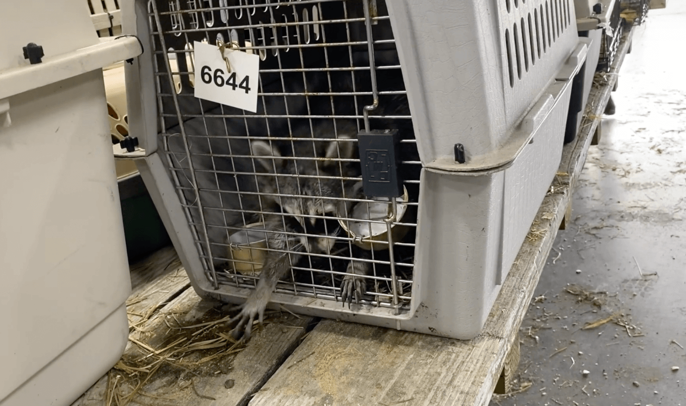 raccoon in a plastic carrier appearing to be restless