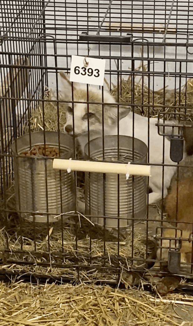 red fox in a filthy looking cage at the mt. hope auction