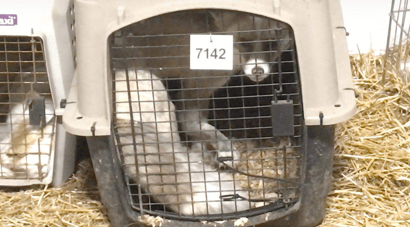fox inside a plastic crate with a visibly broken leg at the mt. hope auction
