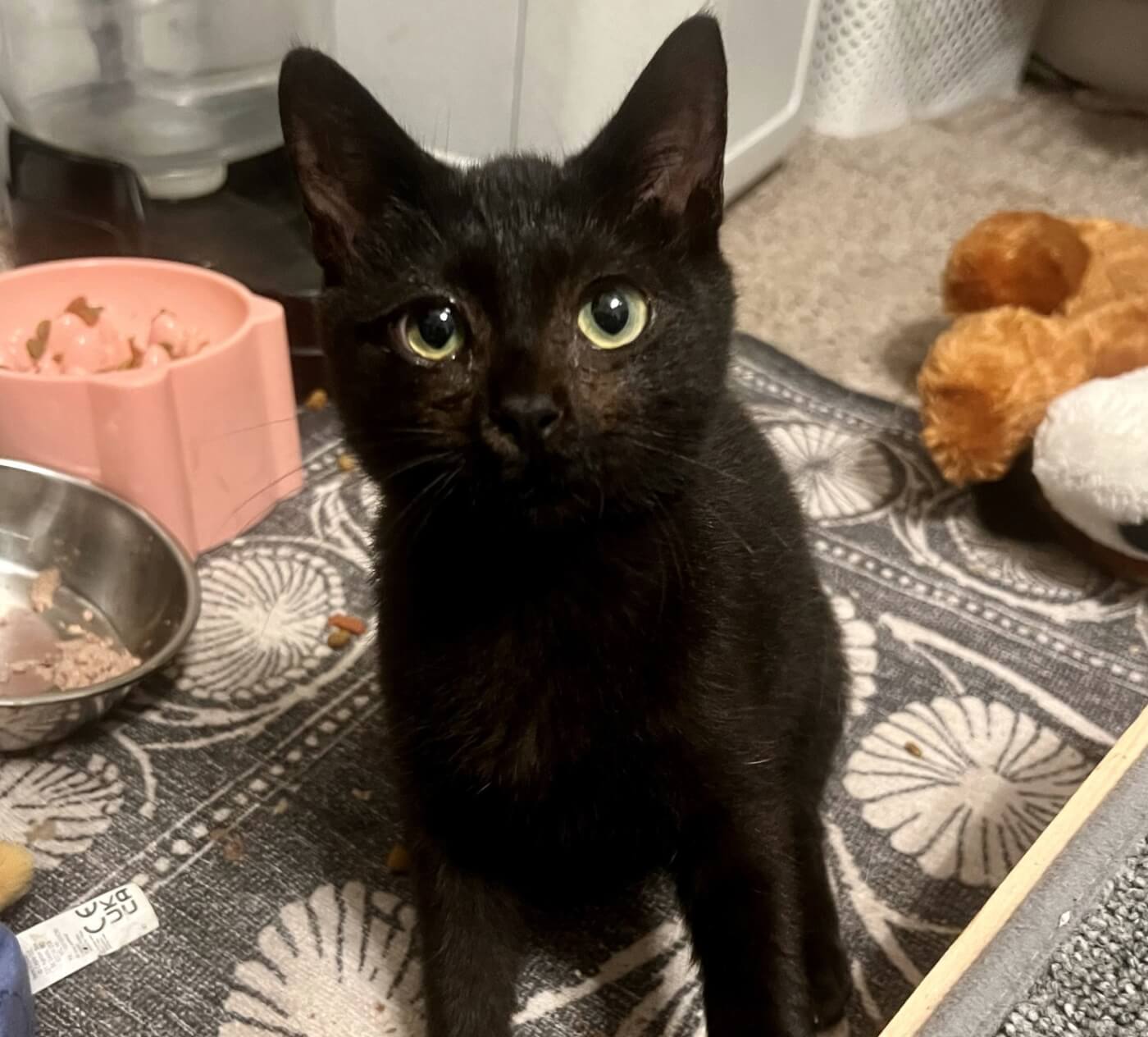 Elmyra, a 4-month-old kitten rescued by PETA