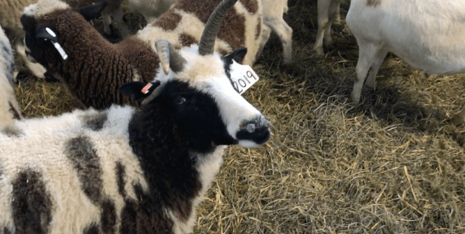sheep with a snot bubble