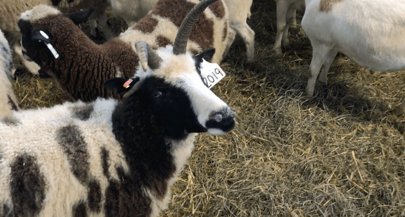 sheep with a snot bubble