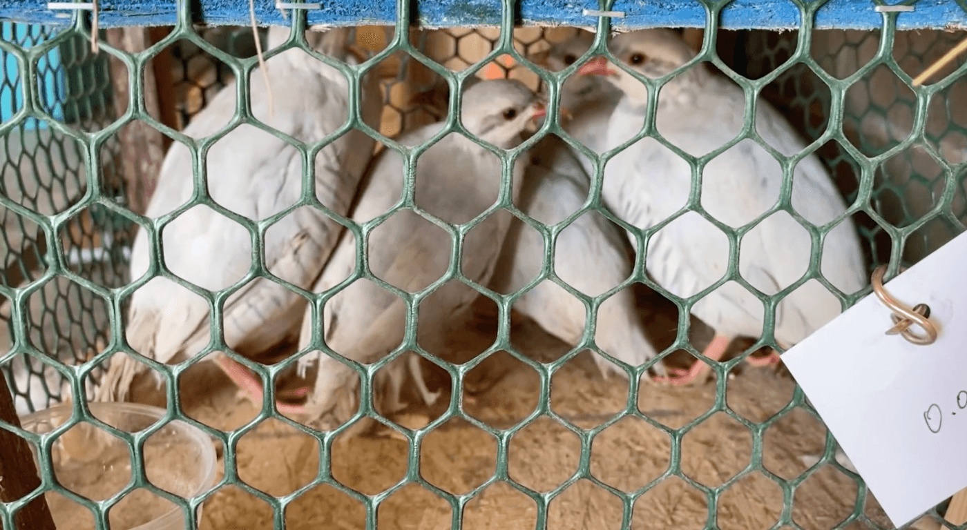 cage with four chukar birds at the mt. hope auction