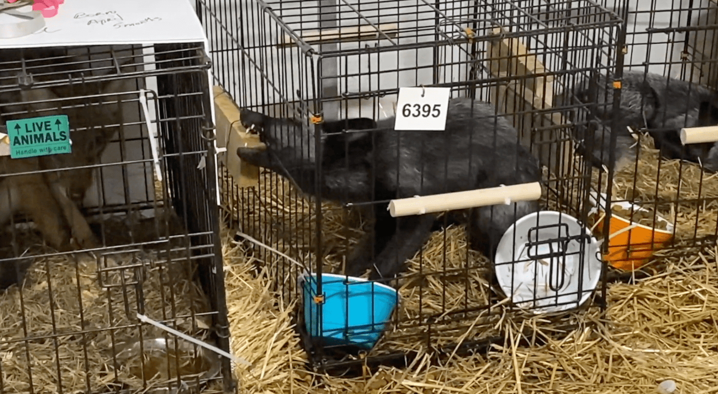black fox in a cage with straw bedding biting at the cage bars at the mt. hope auction