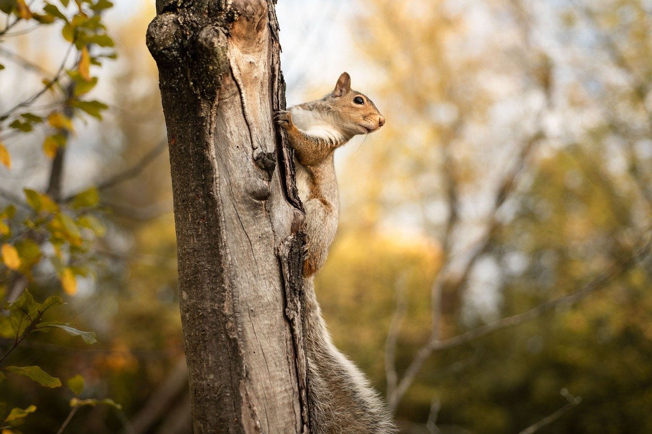 Squirrel on a tree trunk