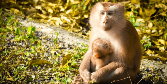macaques and baby