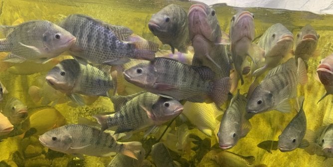 Photo taken from SeaQuest Trumbull showing crowded conditions of the tilapia tank