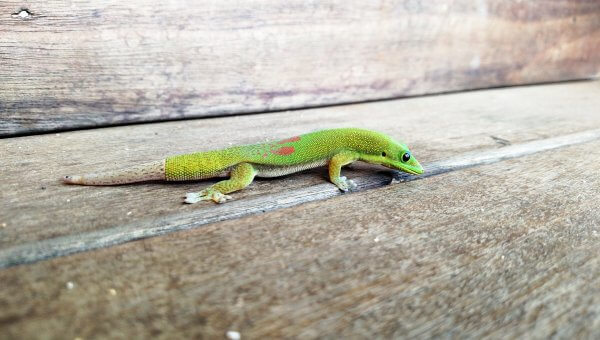 a green day gecko with scales across their body. their tail, clearly dropped and regenerated, is an ashy gray.