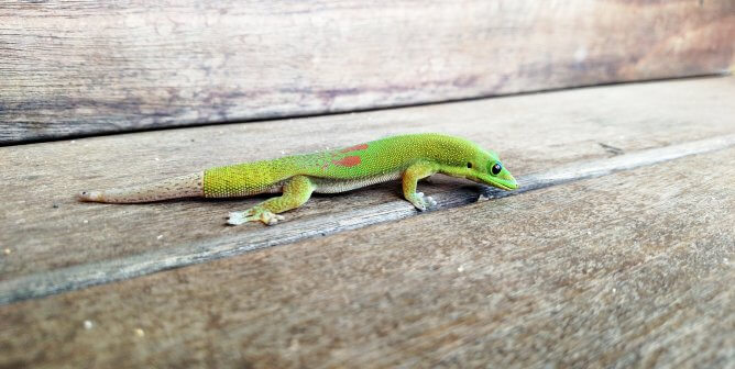 a green day gecko with scales across their body. their tail, clearly dropped and regenerated, is an ashy gray.