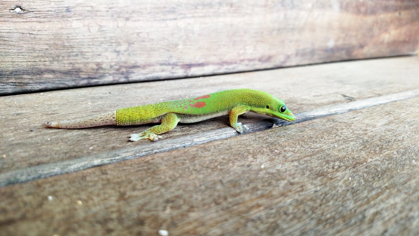 a green day gecko with scales across their body. their tail, clearly dropped and regenerated, is an ashy gray.