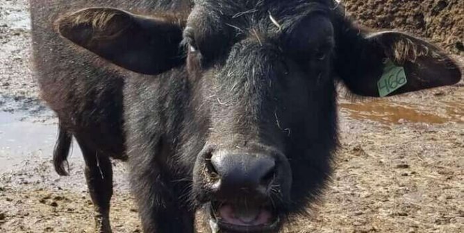 PETA Exposé Reveals ‘100% Grass-Fed’ Water Buffaloes Suffering on Filthy Canadian Farm