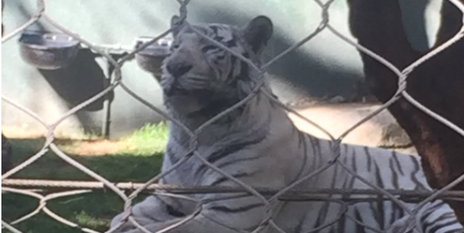 Photo of a white tiger