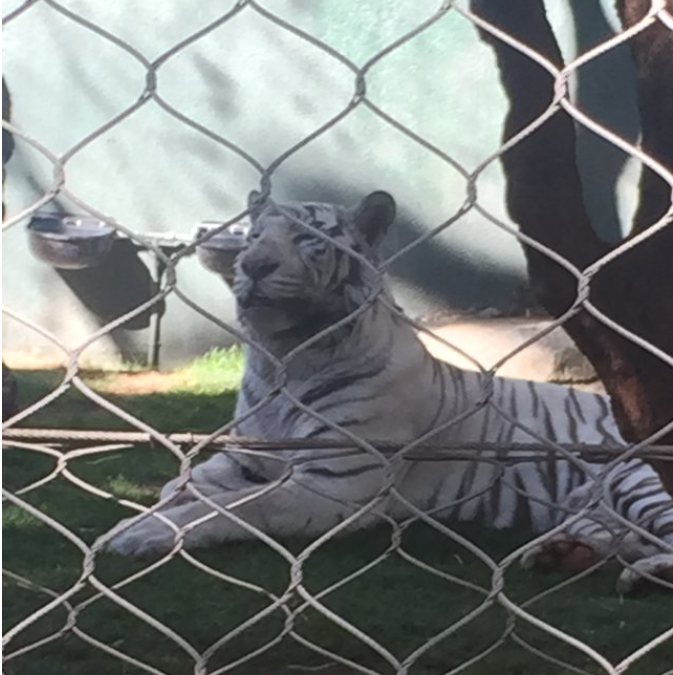Big Cats Who Were Formerly Owned by Siegfried & Roy Have Been Moved to Sanctuaries