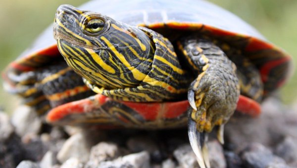 HAPPENING NOW! ~50 Turtles Reportedly Slated to Be Buried Alive in Luray, Virginia!