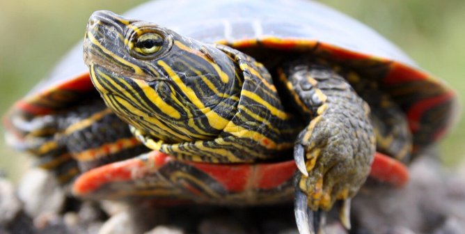 UPDATE: Turtles Rescued in Luray, Virginia!