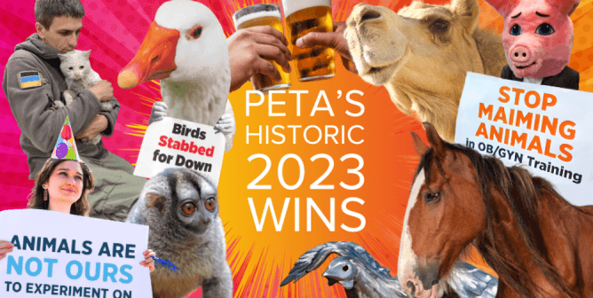 EOY victories homepage image