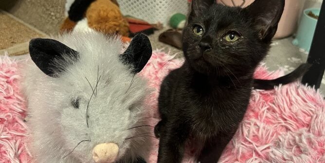 Elmer, a kitten rescued by PETA