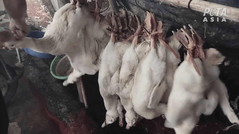 ducks hanging upside down from their feet at a Vietnamese duck farm, as observed during a PETA Asia investigation