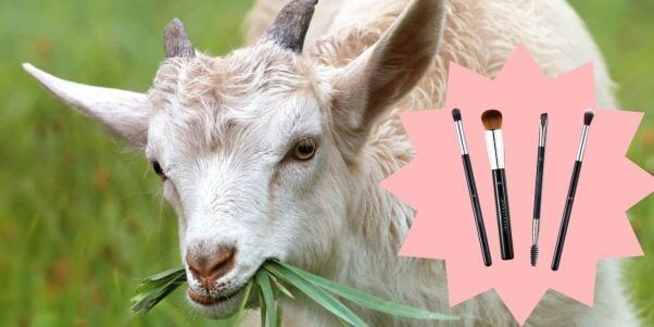 tan and white goat eating grass with a photo of Anastasia Beverly Hills brushes to represent the company getting rid of goat hair brushes.