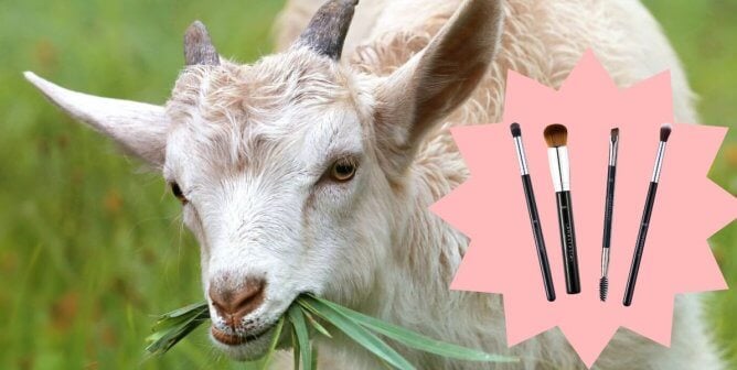 tan and white goat eating grass with a photo of Anastasia Beverly Hills brushes to represent the company getting rid of goat hair brushes.