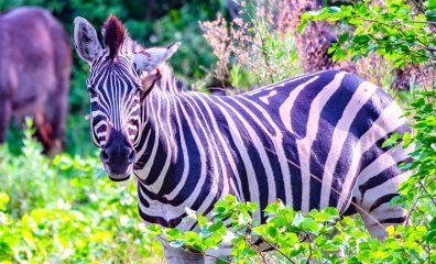 Ready for the Five-Night Trip of Your Life? Bid Today on a Vegan Safari! 