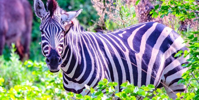 Zebra in foliage in Botswana