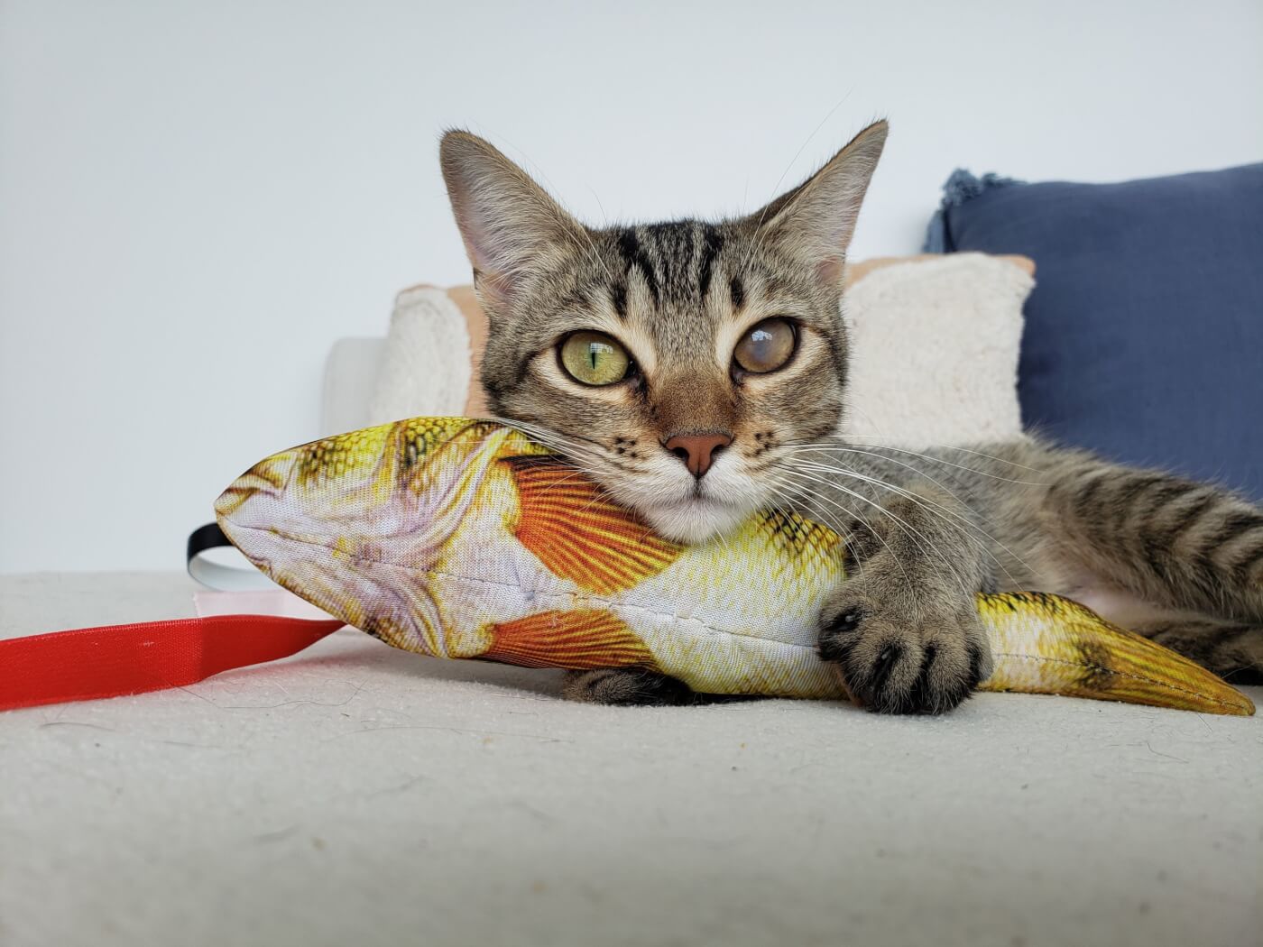 a cat clutching a kick toy, looking at viewer. one of their eyes has cataracts.