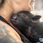 A small pig, eyes closed, snuggling up to a human chin and breast