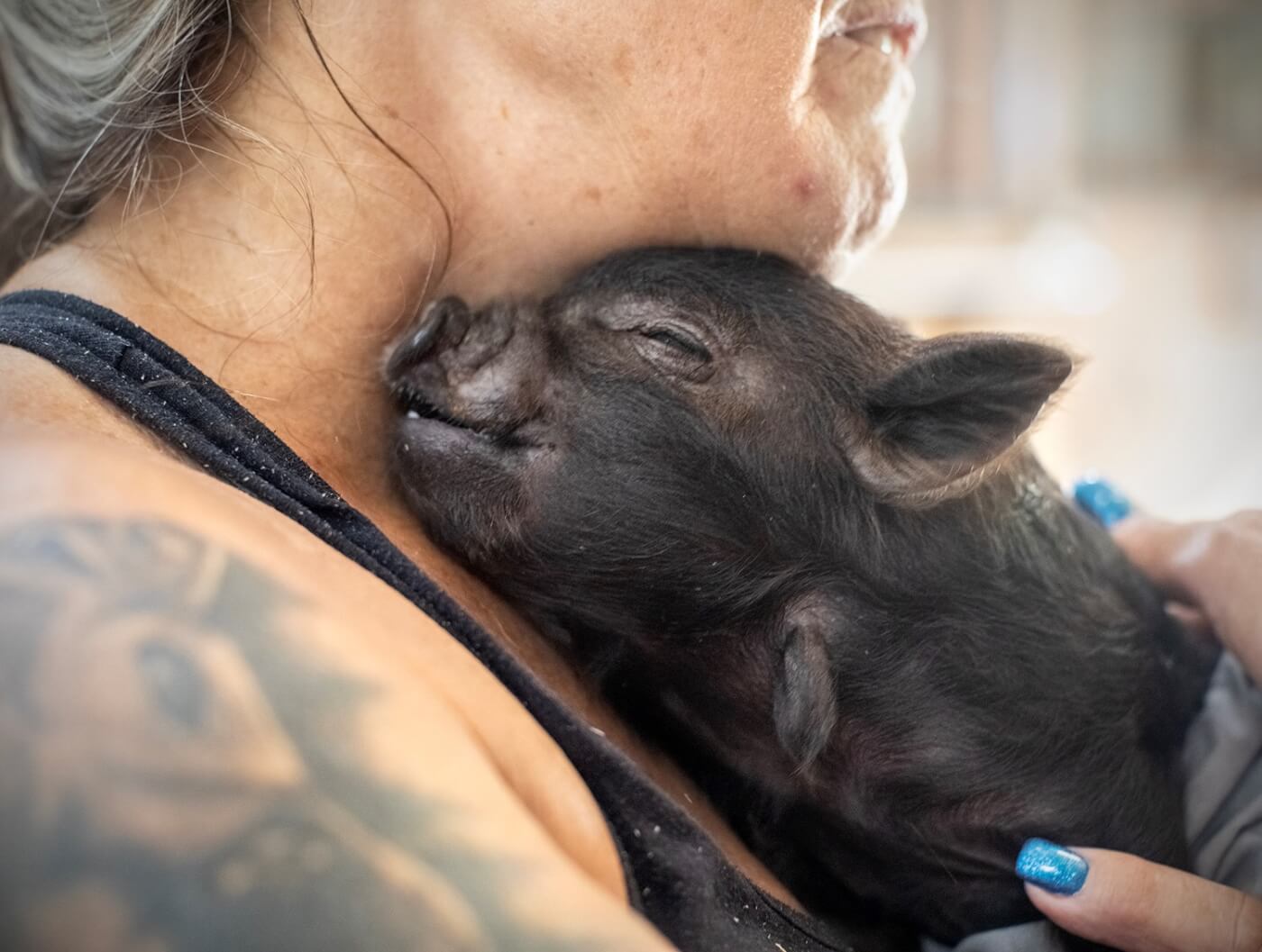 A small pig, eyes closed, snuggling up to a human chin and breast