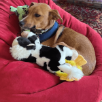 A small dog on a beanbag chair with plushies.
