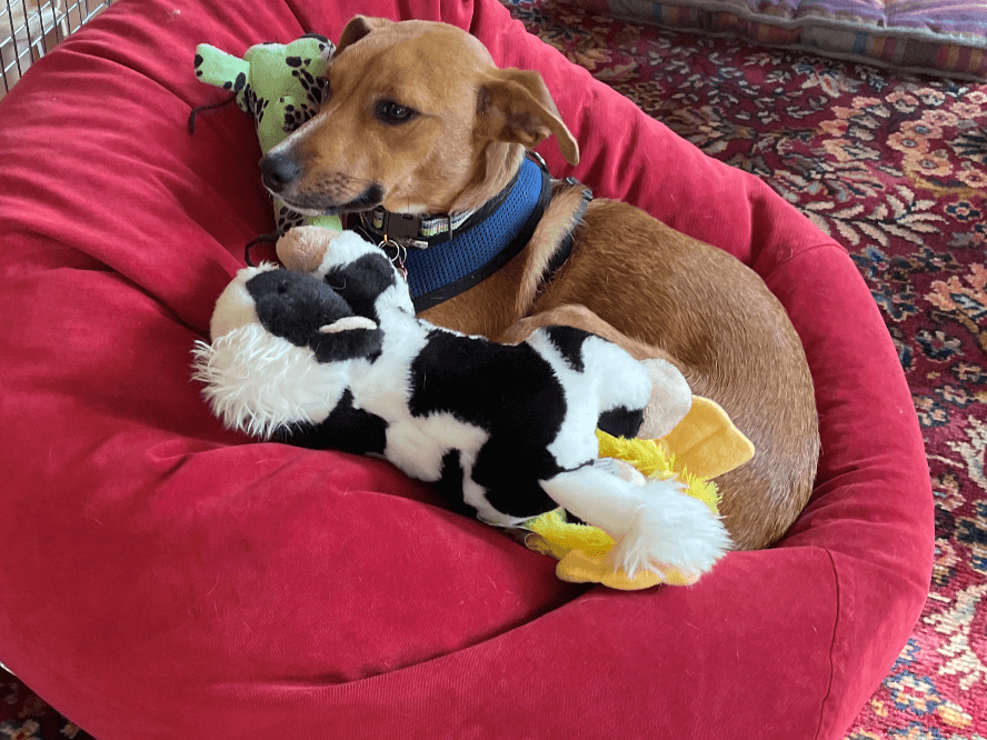 A small dog on a beanbag chair with plushies.